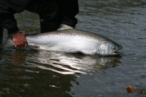 A man releasing an Alaska King Salmon into the sea Releasing a King Salmon caught on a fly in Alaska.