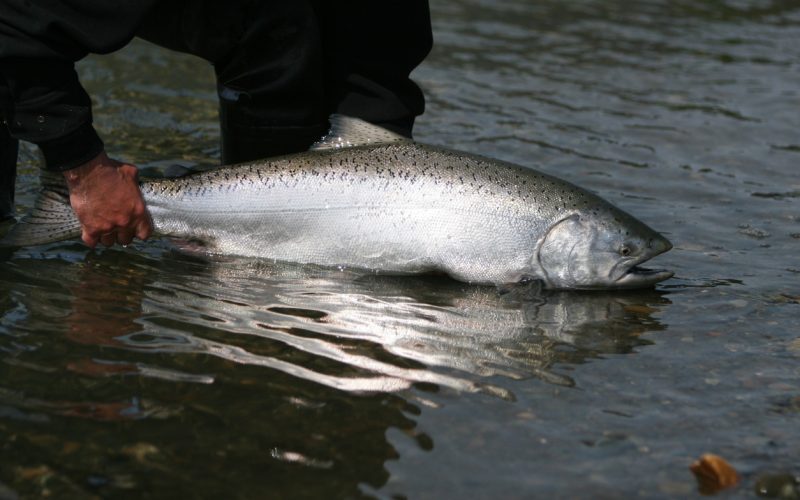 Releasing a King Salmon caught on a fly in Alaska.