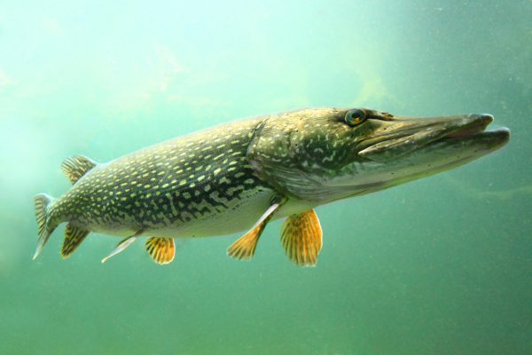 Underwater photo of The Northern Pike (Esox Lucius).