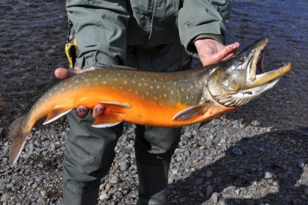 Mining fishing - Arctic char. Photograph of freshly caught salmon.