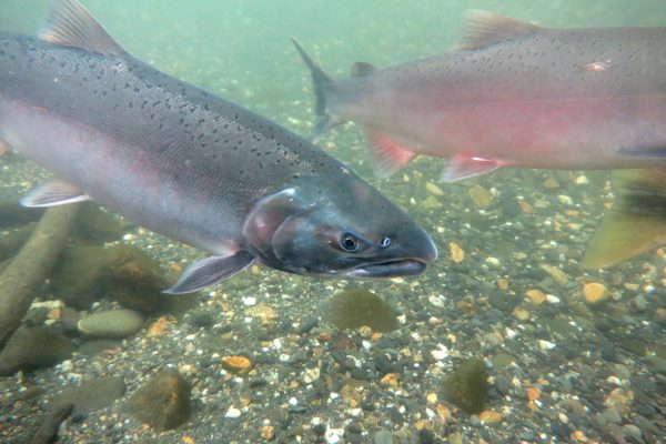 Salmon swim up Clear Creek in Central Alaska to spawn