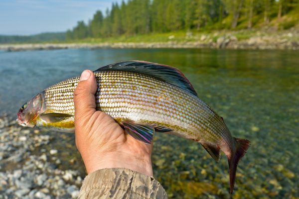 Fishing trophy - Siberian grayling. Wild freshwater fish in the Polar Urals.