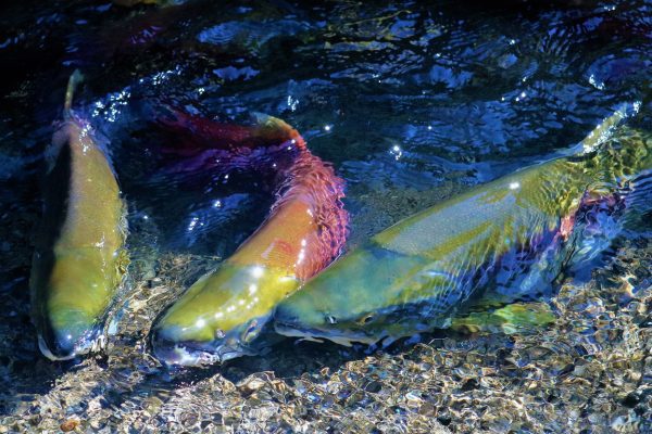 Salmon spawning at the spawning channel in the Fraser Valley in British Columbia Canada