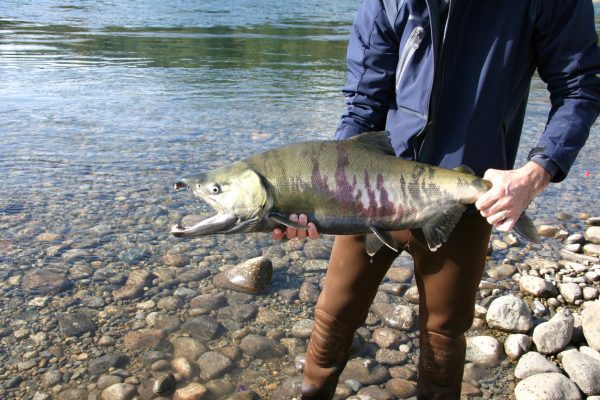 Chum Salmon